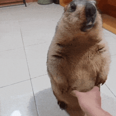 Marmot Stupid Marmot Gif GIF