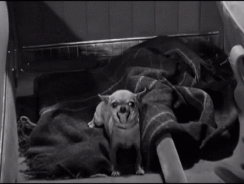 Marx Brothers Chico Versus Chihuahua GIF