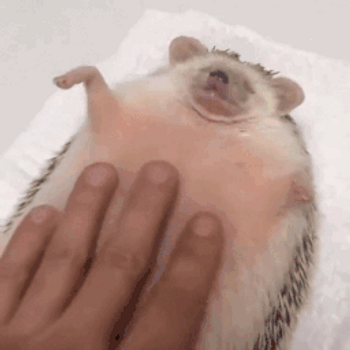 Massage Belly Rub Hedgehog GIF