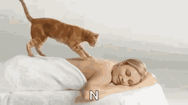 Massage Cat Gif GIF