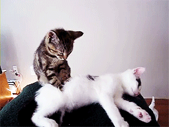 Massage Cute Cats GIF