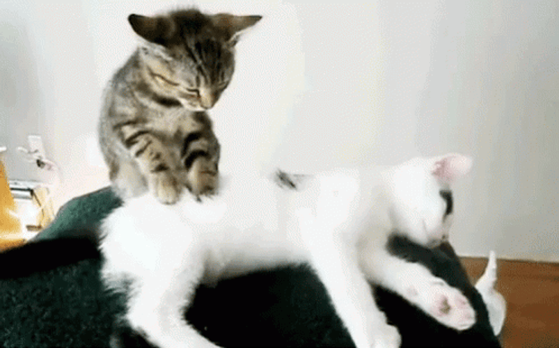 Massage Cute Kittens Relax GIF