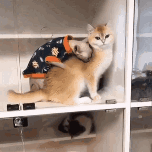 Massage Funny Cat Masseur GIF