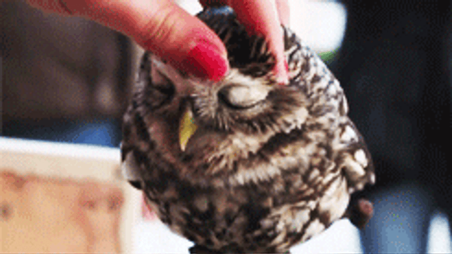 Massage Head Rub Owl GIF