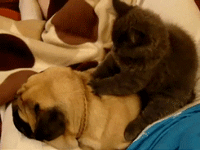 Massage Love Dog Cat GIF
