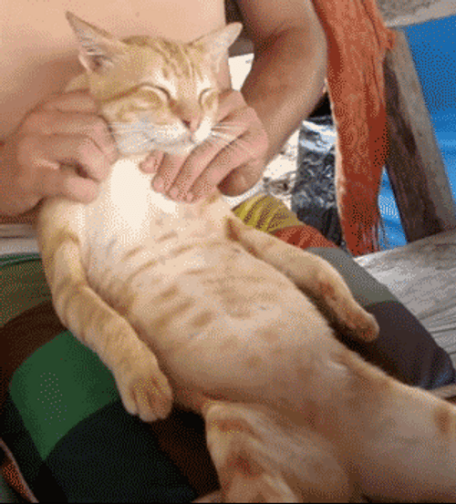 Massage Neck Rub Cat GIF