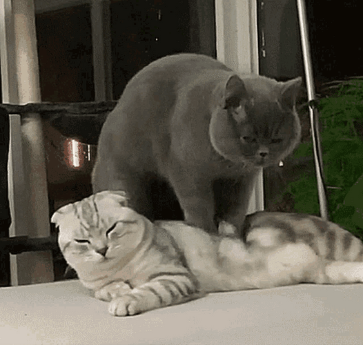 Massage Spa Cute Cats GIF