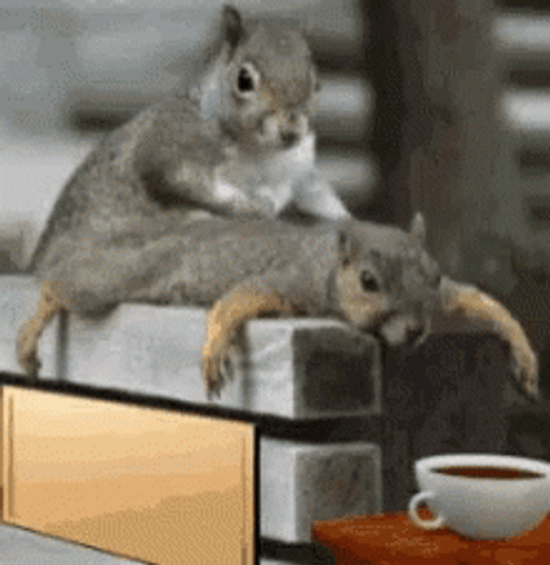 Massage Squirrels Spa Coffee GIF