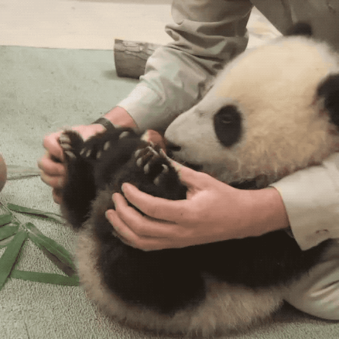 Massaging Panda Feet Hurt GIF