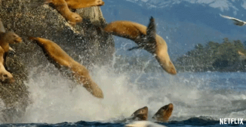 Massive Bouncing Seals Clip Jump GIF