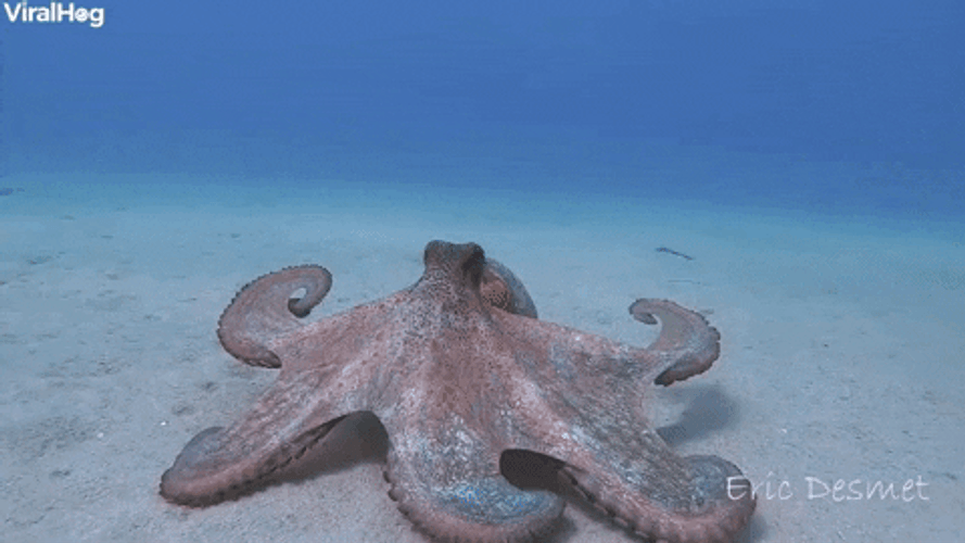 Massive Octopus Swimming Under The Ocean GIF