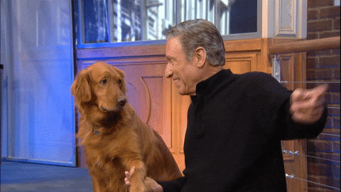 Maury Kissing Golden Retriever Dog GIF