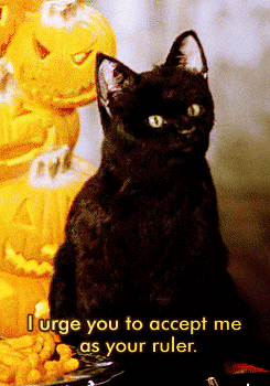 Maxwell Cat Meme Accept Me As Ruler GIF