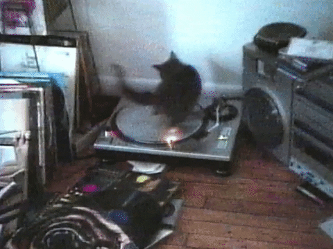 Maxwell Cat Meme Cd Riding GIF