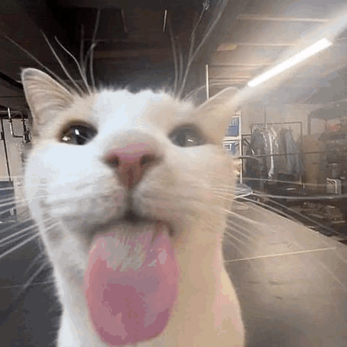 Maxwell Cat Meme I Have Two Sides GIF