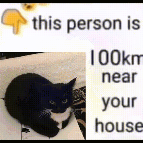 Maxwell Cat Meme Picture GIF