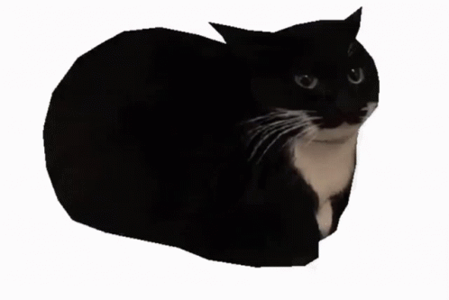Maxwell Cat Meme Slow Spin GIF