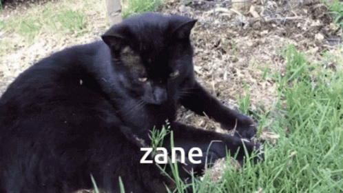 Maxwell Cat Meme Zane GIF