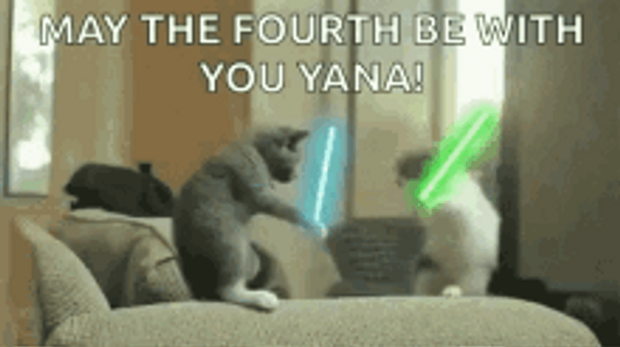 May The 4th Be With You Jedi Cat Saber Fight GIF