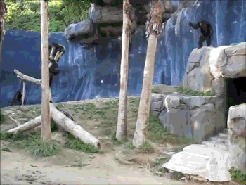 May The Force Be With You Monkey Lighsaber Meme GIF