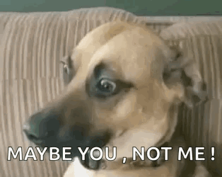 Maybe You Not Me Meme Dog GIF