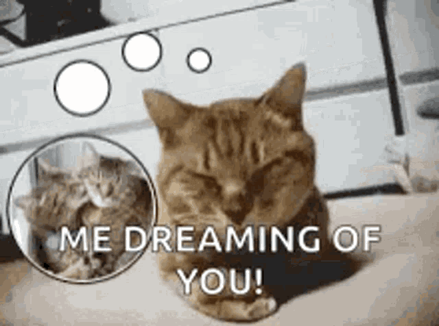 Me Dreaming Of You Cat GIF