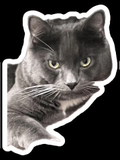 Mean Mug Look Of Gray Cat GIF