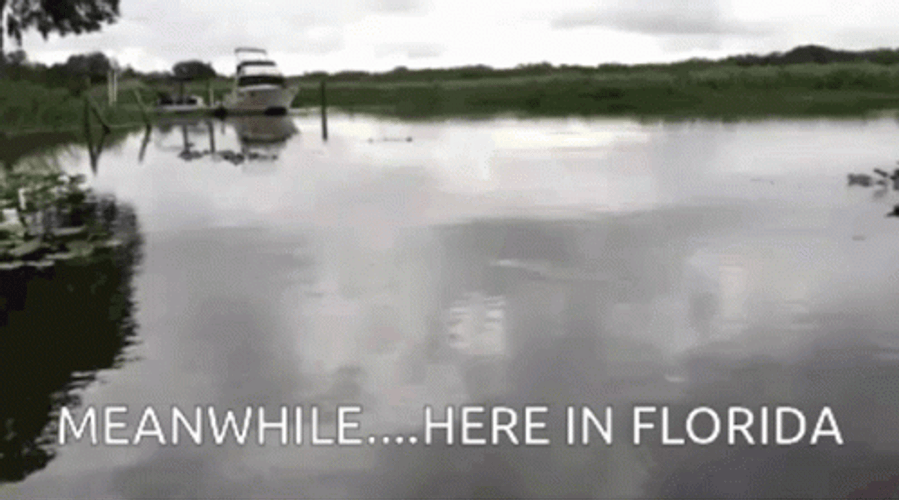 Meanwhile Here In Florida Lake Monsters Bait GIF
