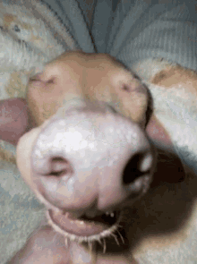 Meeko The Iggy Dog Snoring GIF
