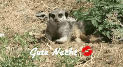Meerkat Cute Natch GIF