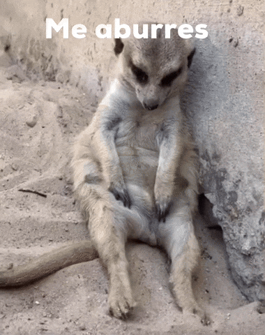 Meerkat Fell Asleep GIF