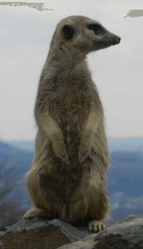 Meerkat Standing Up To Search For Predator GIF