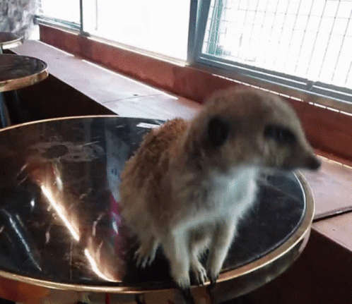 Meerkat Standing Upright On Table Top GIF