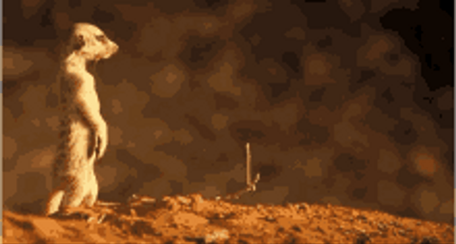 Meerkat Standing Upright Searching For Predators GIF