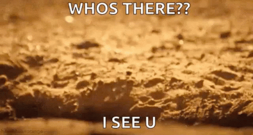 Meerkat Who's There I See You GIF