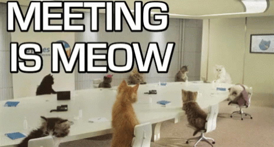 Meeting Is Meow GIF