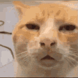 Meme Faces Cat With Half Opened Eyes GIF