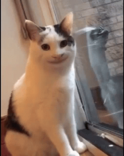 Meme Faces White Cat Smiling GIF