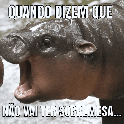 Memebrasileiro Moodeng Meme GIF