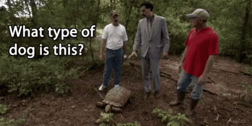 Men Standing Around Tortoise In Woods GIF