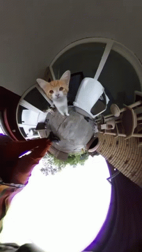 360 Camera Over Cat Meow GIF