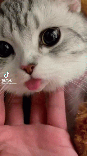 Cute Cat With Tongue Out Meow GIF