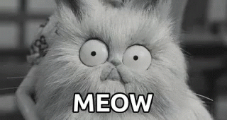 Cat With Big Eyes Meow GIF