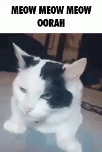 Black And White Cat Meow Oorah GIF