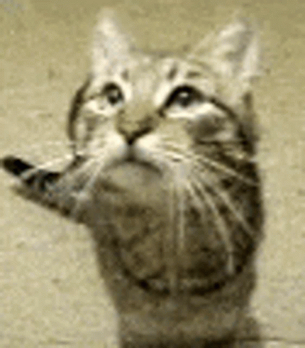 Grey Cat Meow At Someone GIF