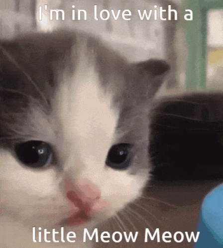 I'm In Love With A Little Meow Meow GIF