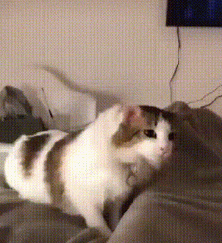 Cat In Bed Getting Cozy Meow GIF