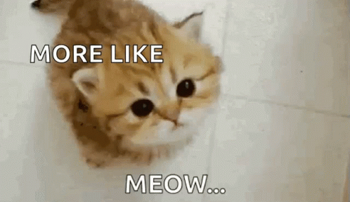 Orange Little Cat More Like Meow GIF