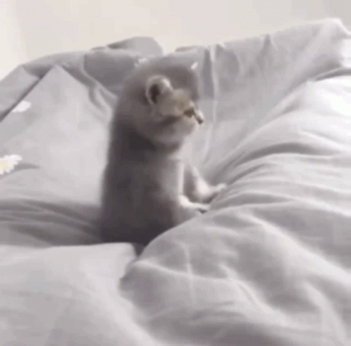 Grey Kitten On Bed Meow GIF
