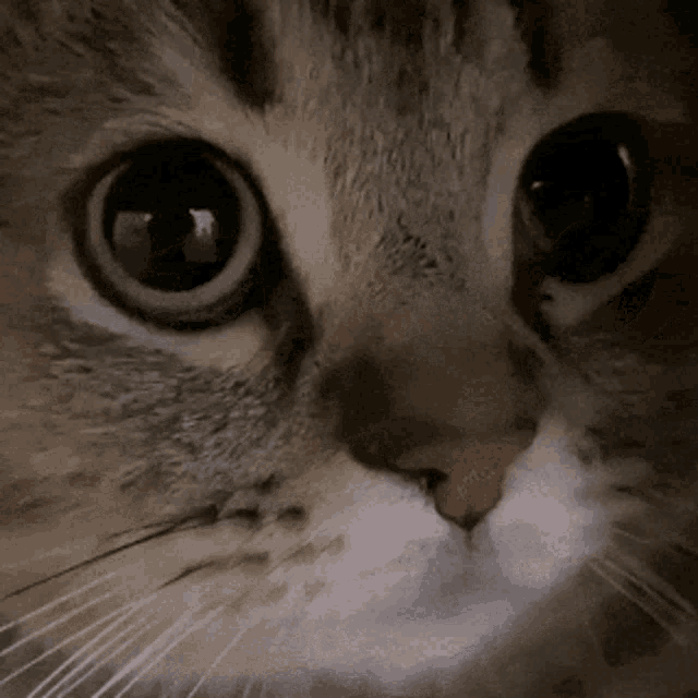 Meow Cat Gif GIF